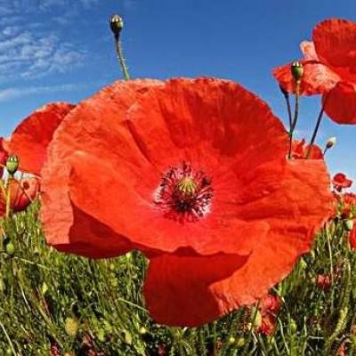 凤凰彩票appapp下载